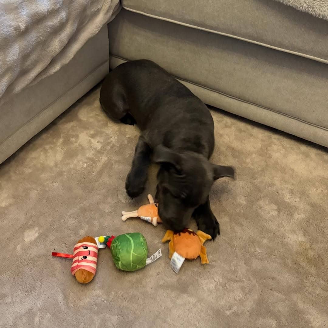 Gallery image 5 of Jack