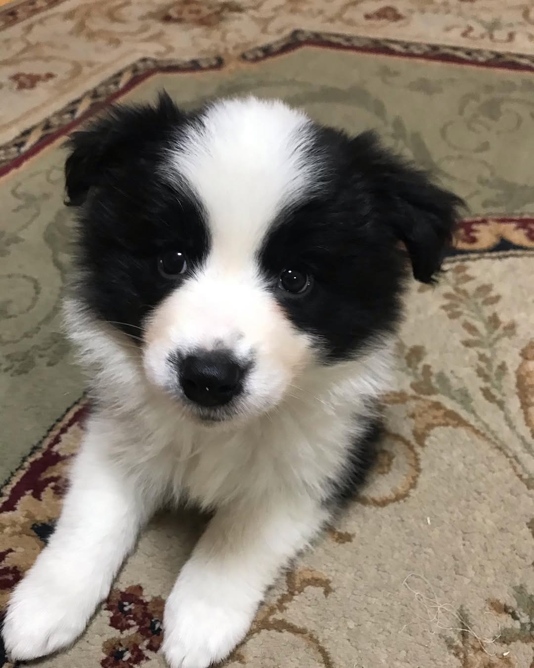 Gallery image 5 of Lindsay