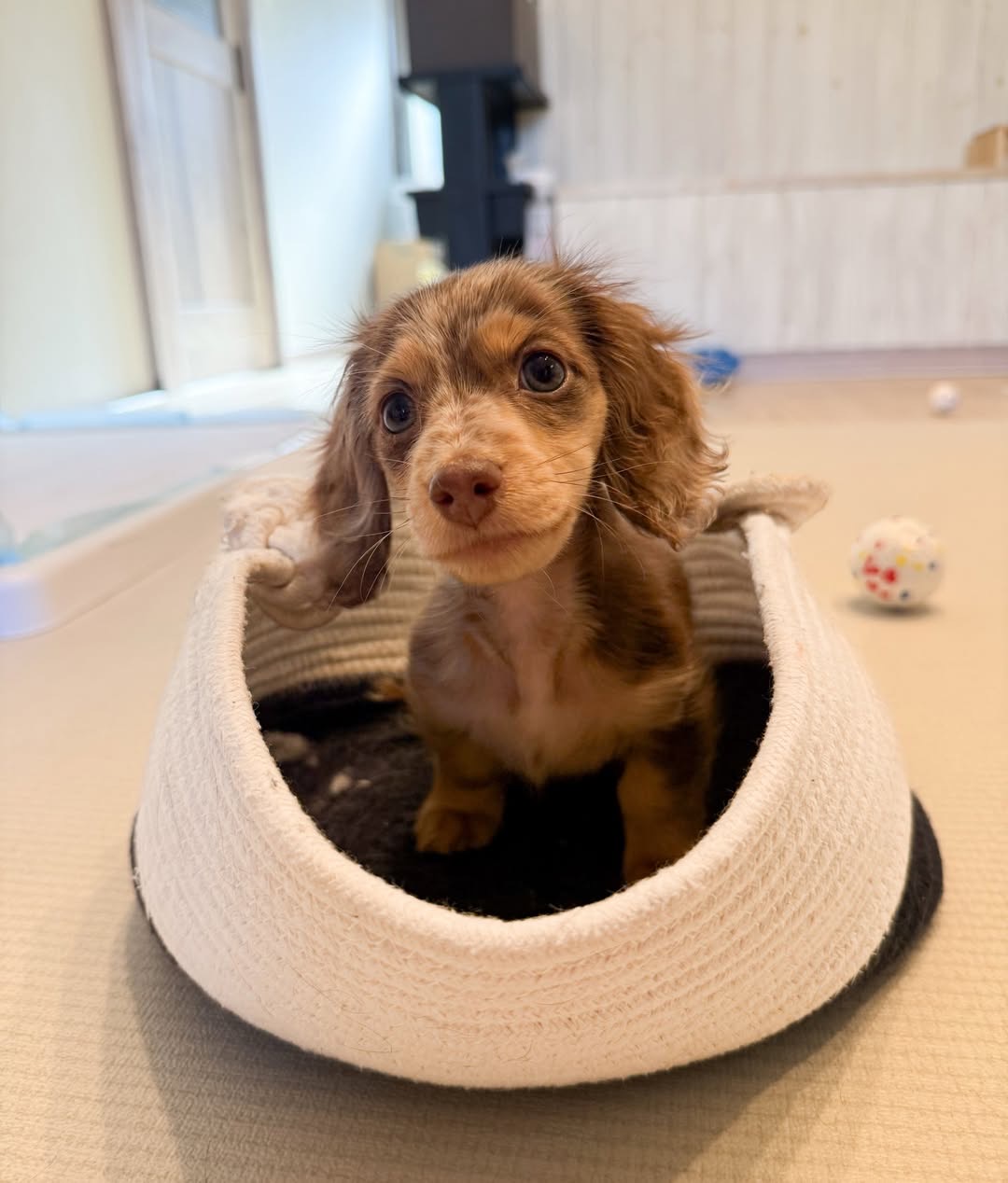 Gallery image 4 of Charlie