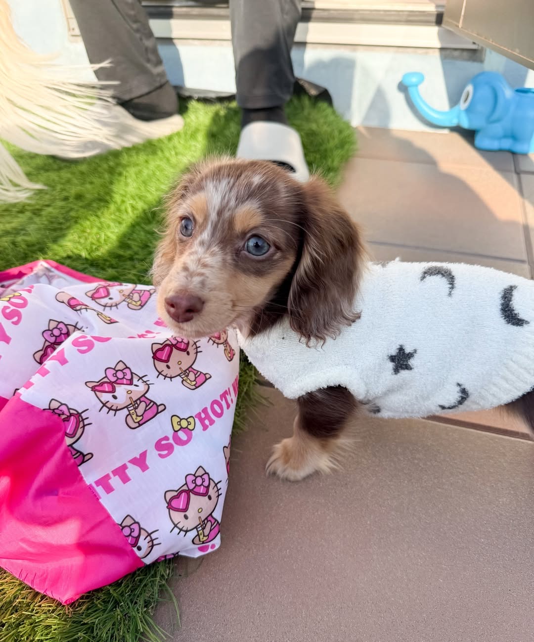 Gallery image 7 of Charlie