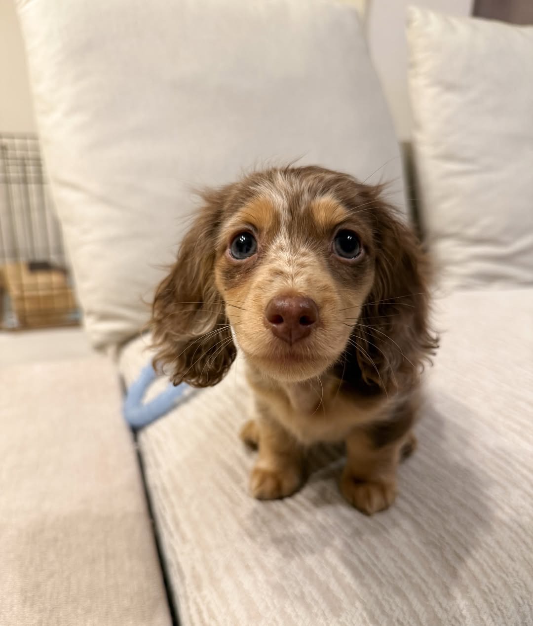 Gallery image 5 of Charlie