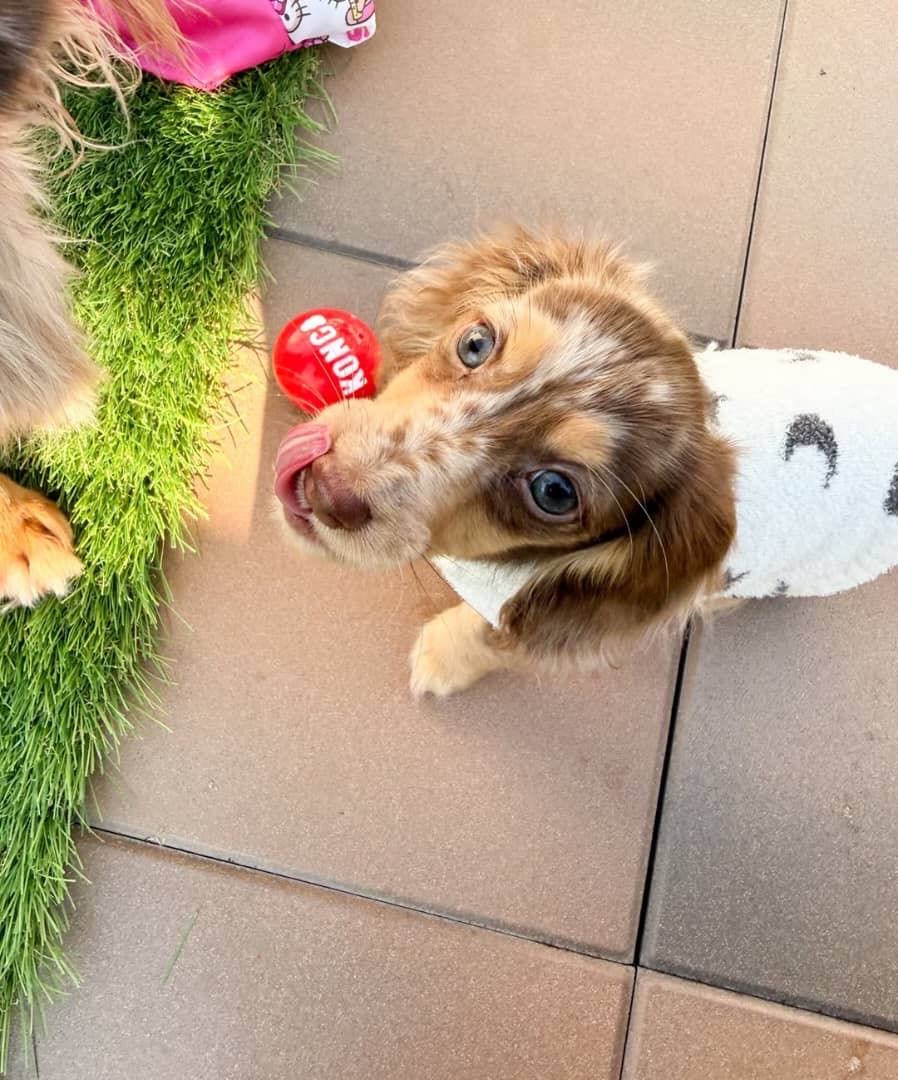 Gallery image 8 of Charlie