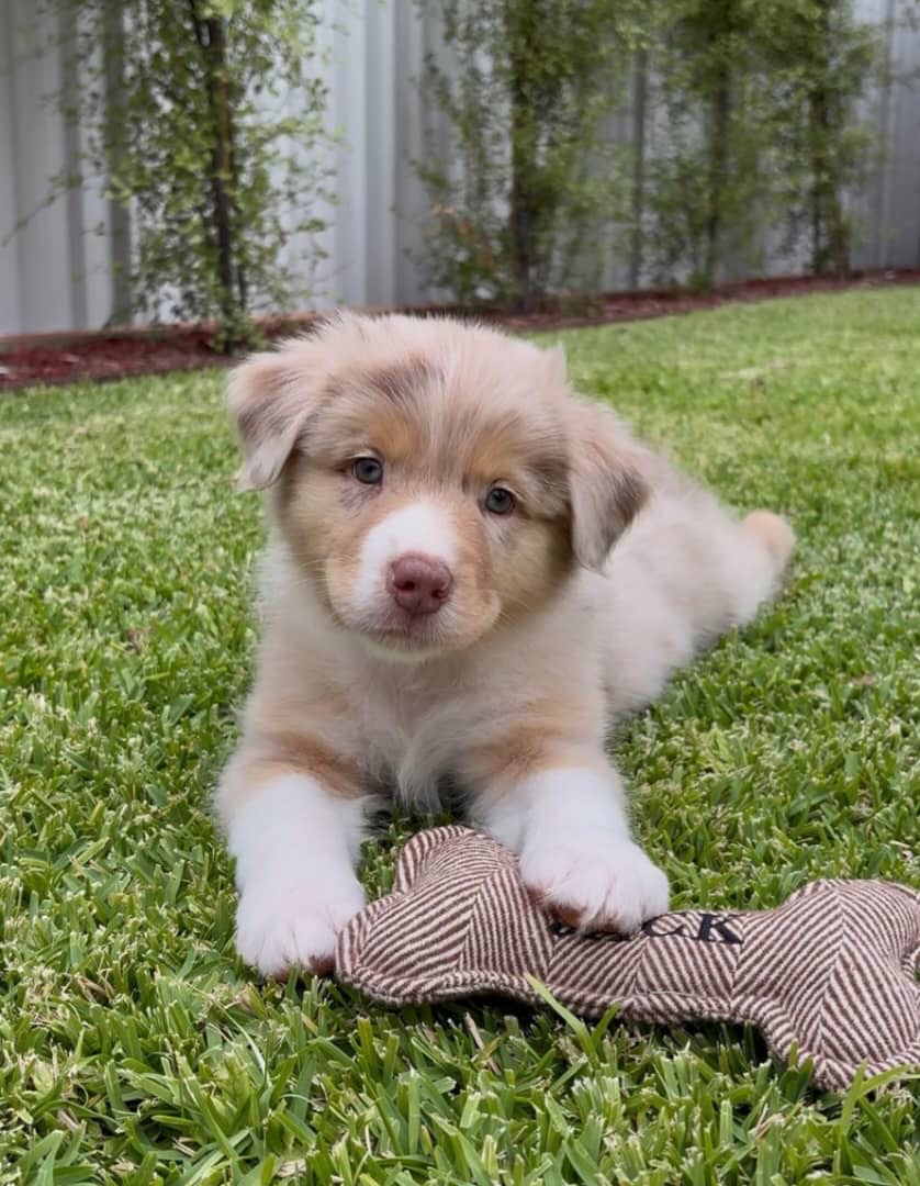 Gallery image 2 of Frankie