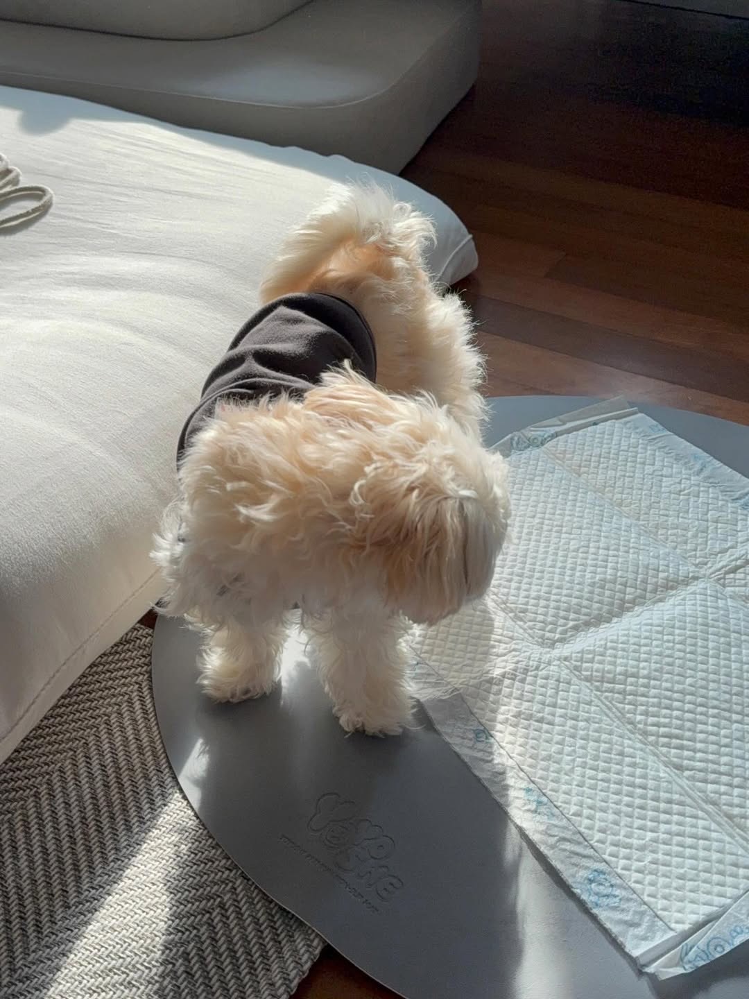 Gallery image 4 of Luna