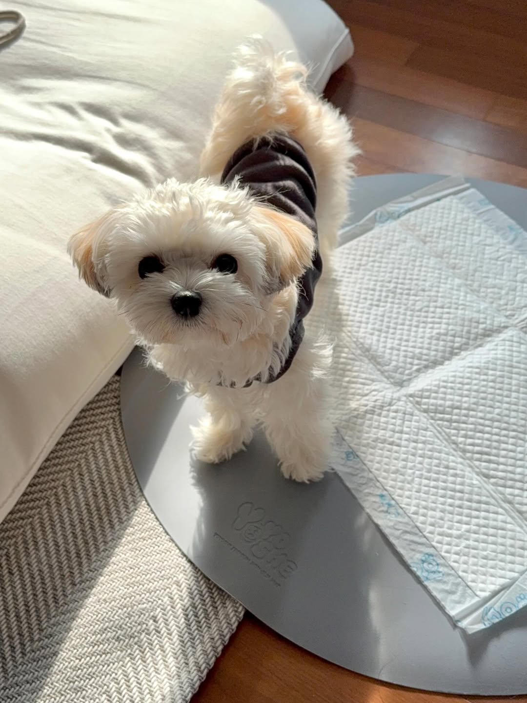 Gallery image 2 of Luna