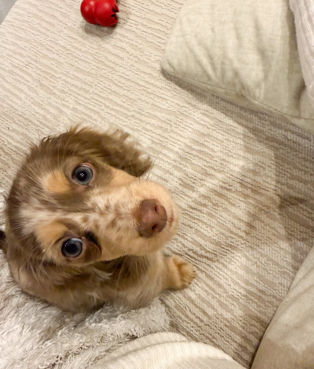 Gallery image 1 of Charlie