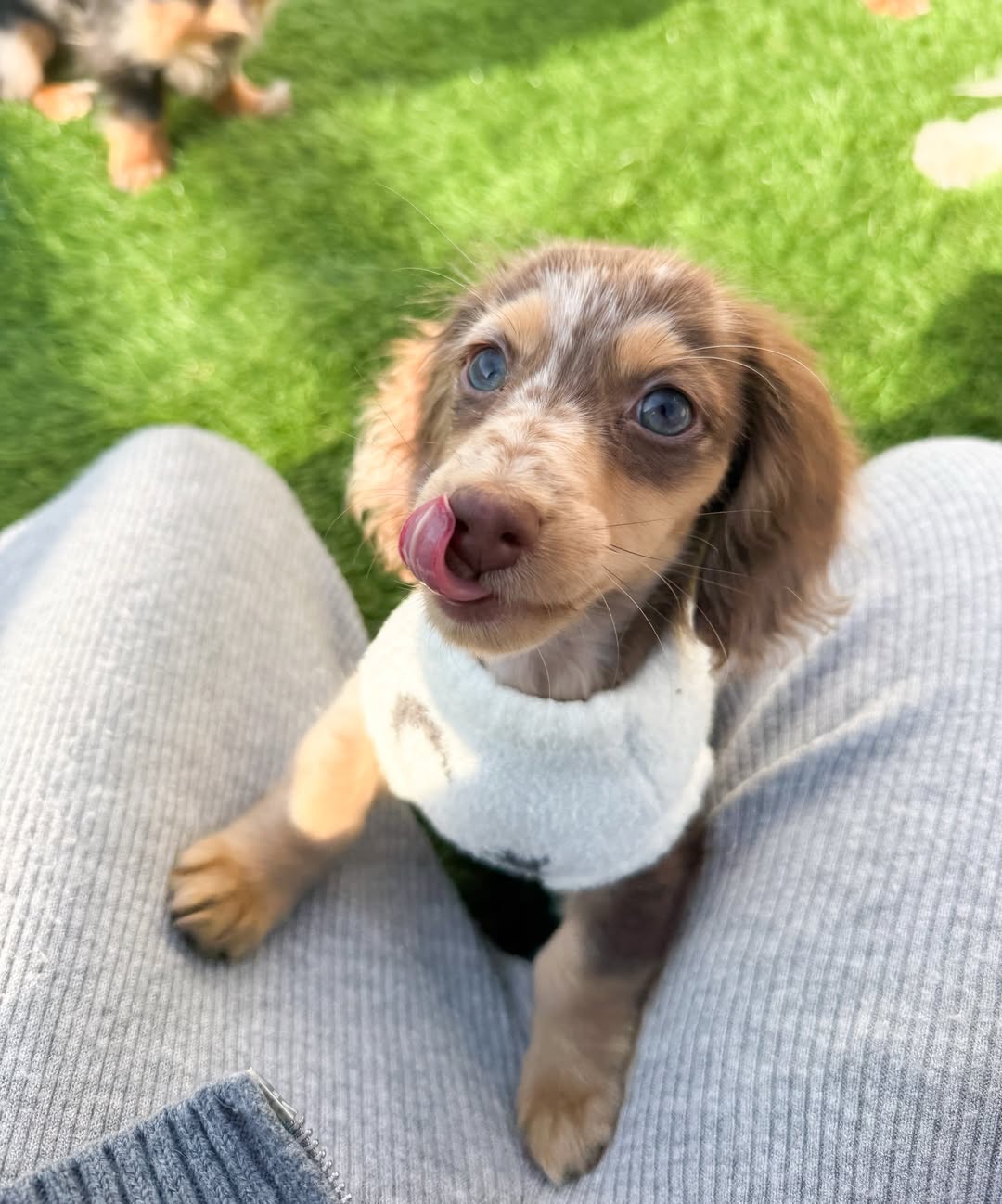 Gallery image 6 of Charlie