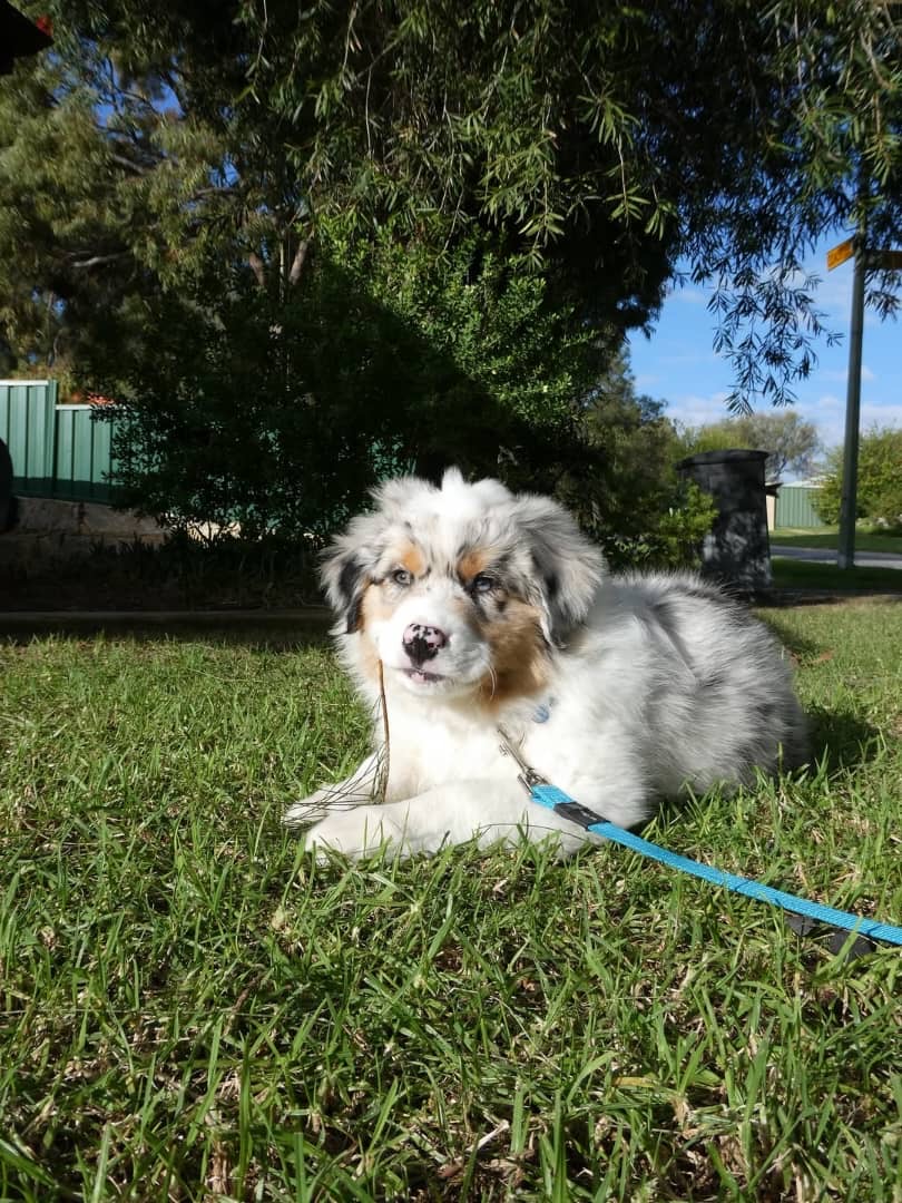 Gallery image 3 of Kane