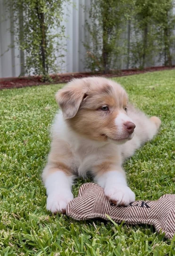 Gallery image 3 of Frankie