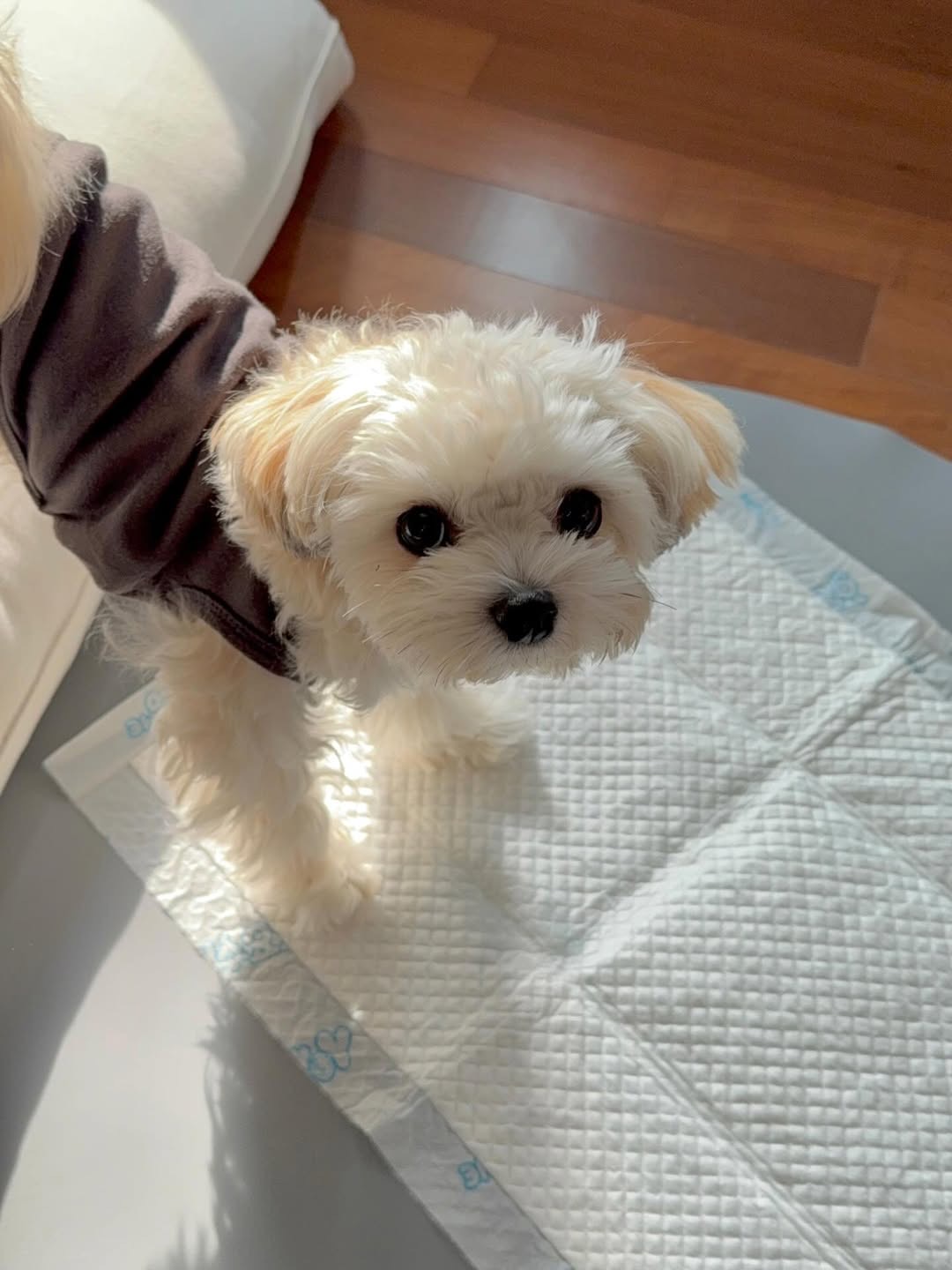 Gallery image 1 of Luna