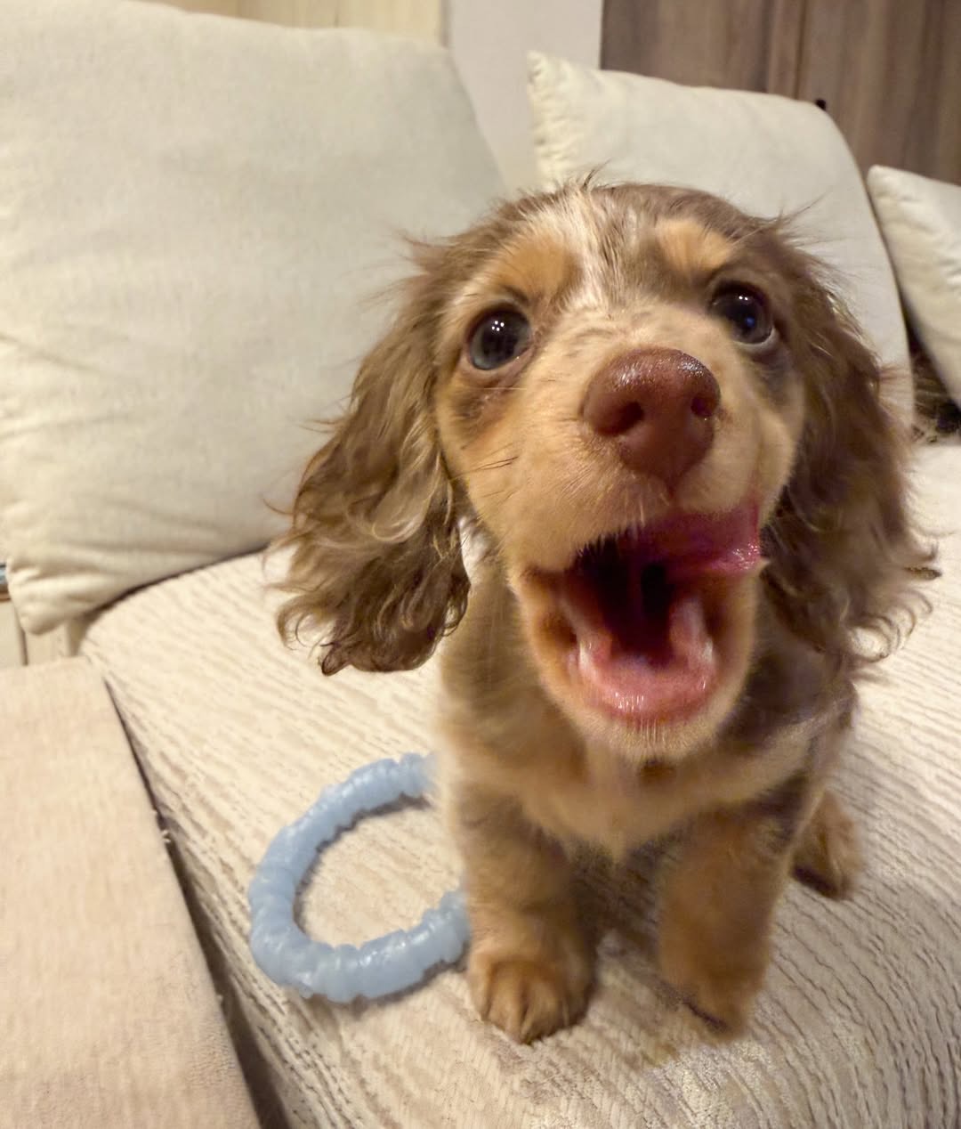 Gallery image 3 of Charlie