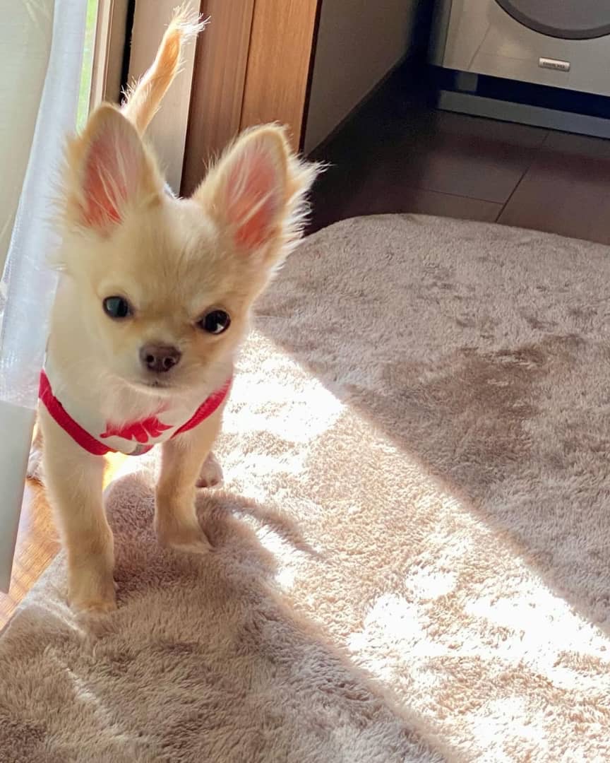 Gallery image 3 of Leo