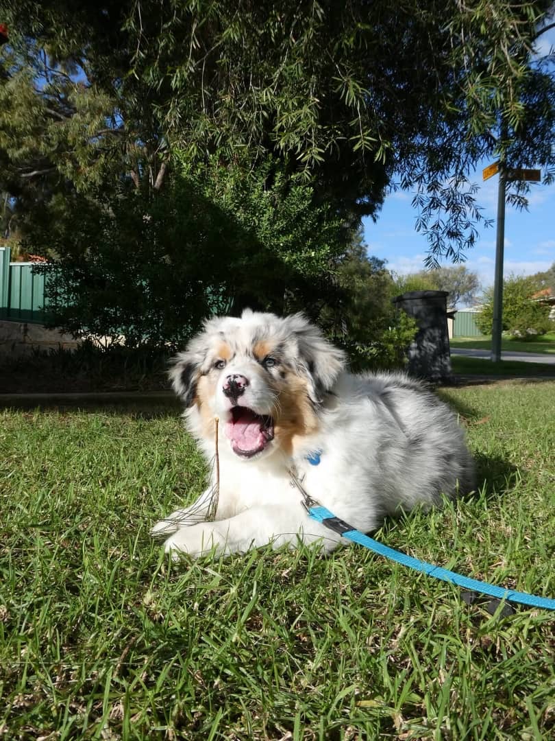 Gallery image 2 of Kane