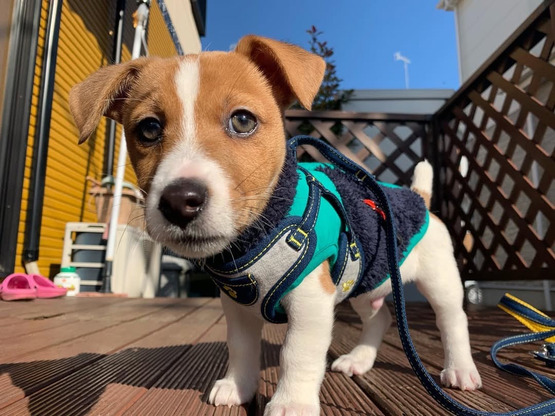 Gallery image 5 of Sammy