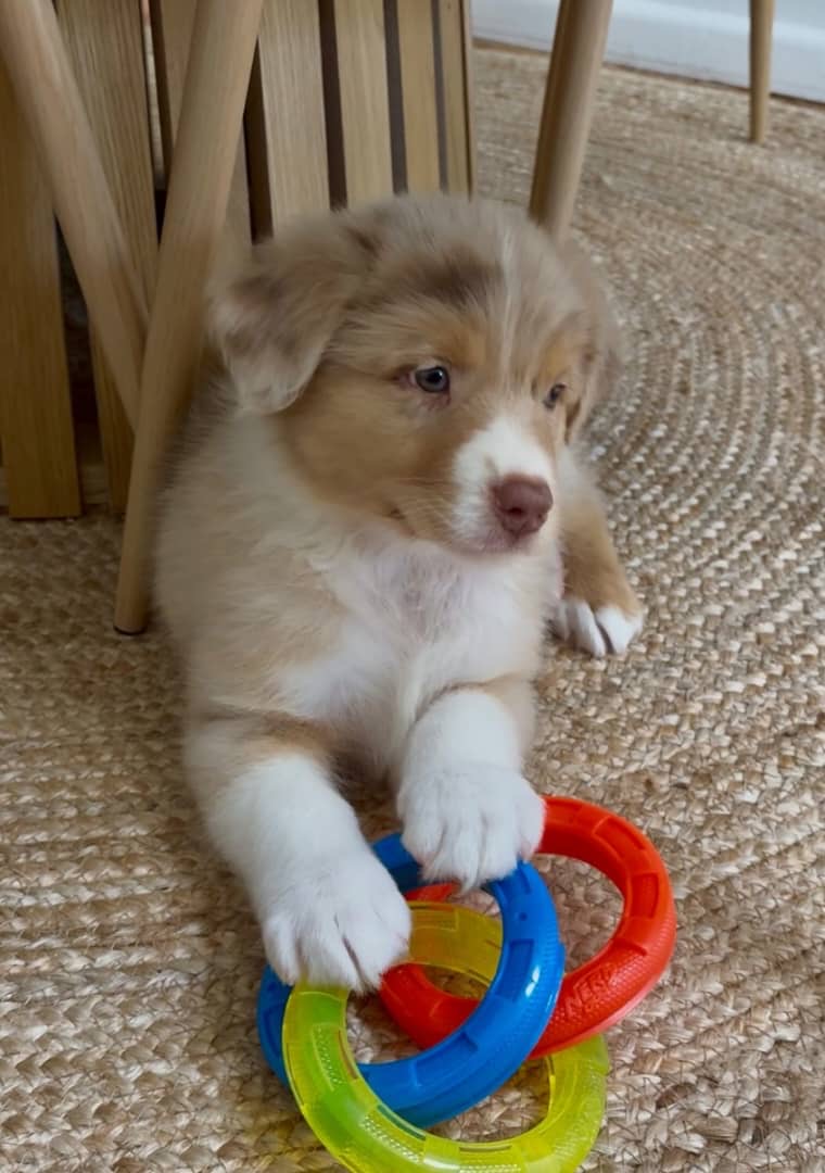 Gallery image 4 of Frankie