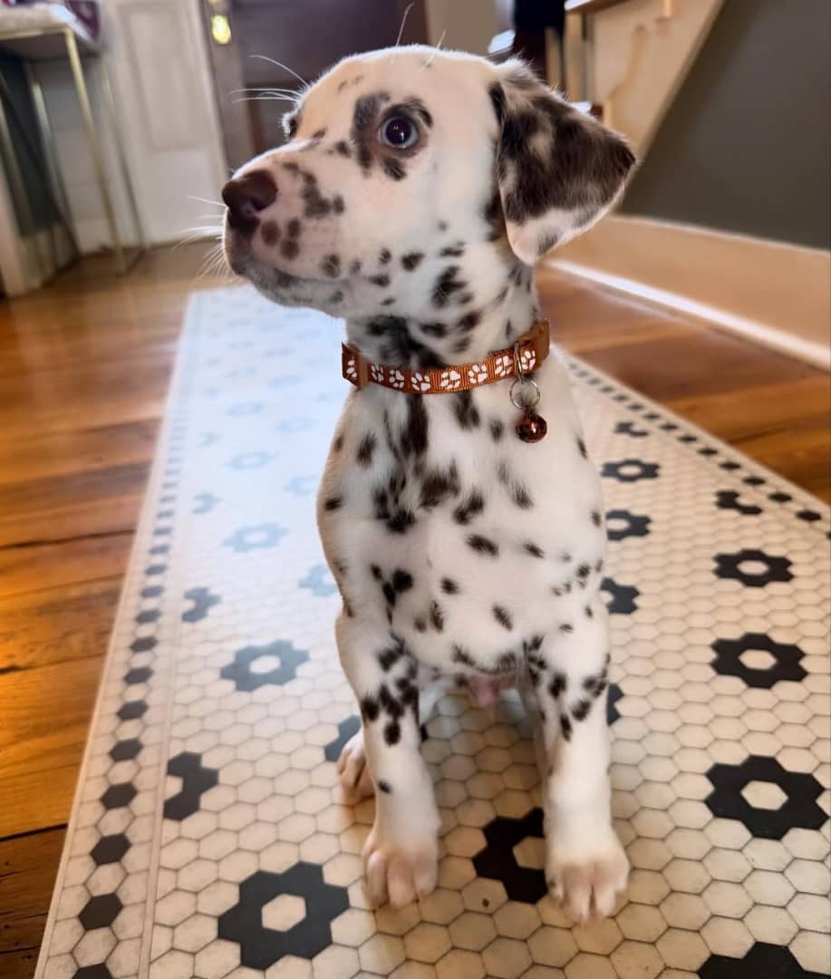 Gallery image 1 of Zeus