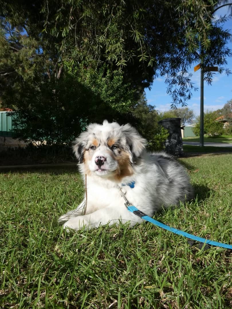 Gallery image 1 of Kane