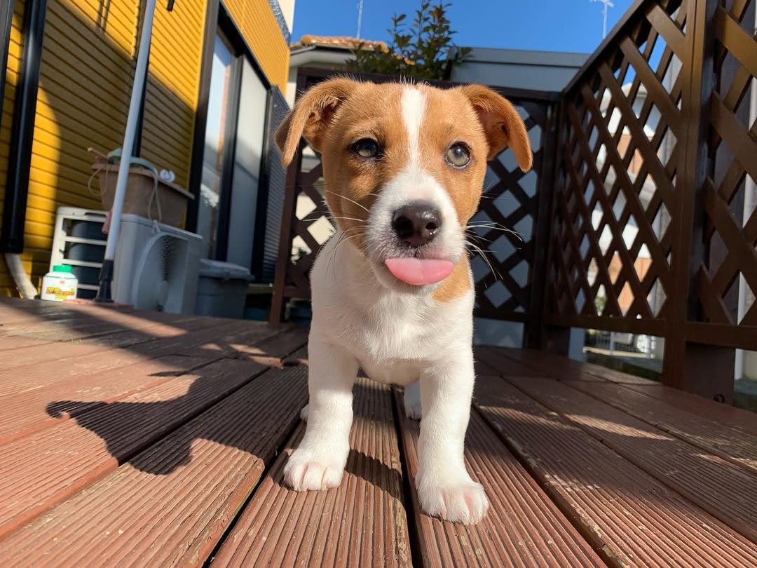 Gallery image 1 of Sammy