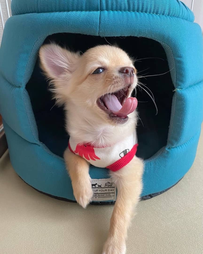 Gallery image 5 of Leo