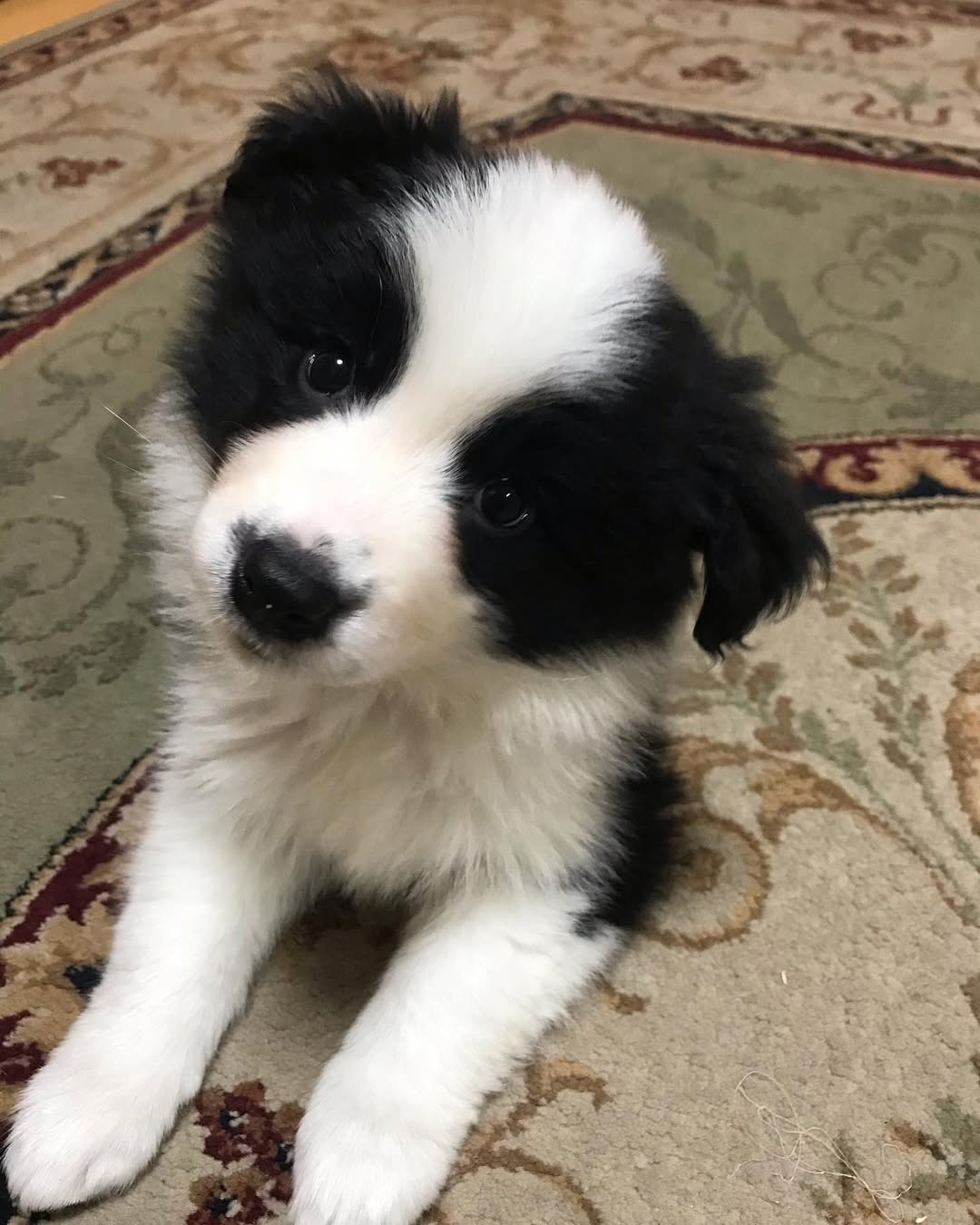 Gallery image 4 of Lindsay