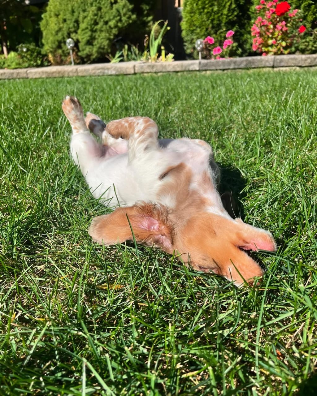 Gallery image 5 of Milo