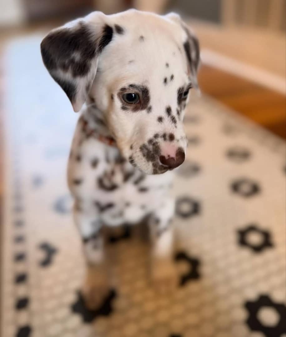 Gallery image 3 of Zeus