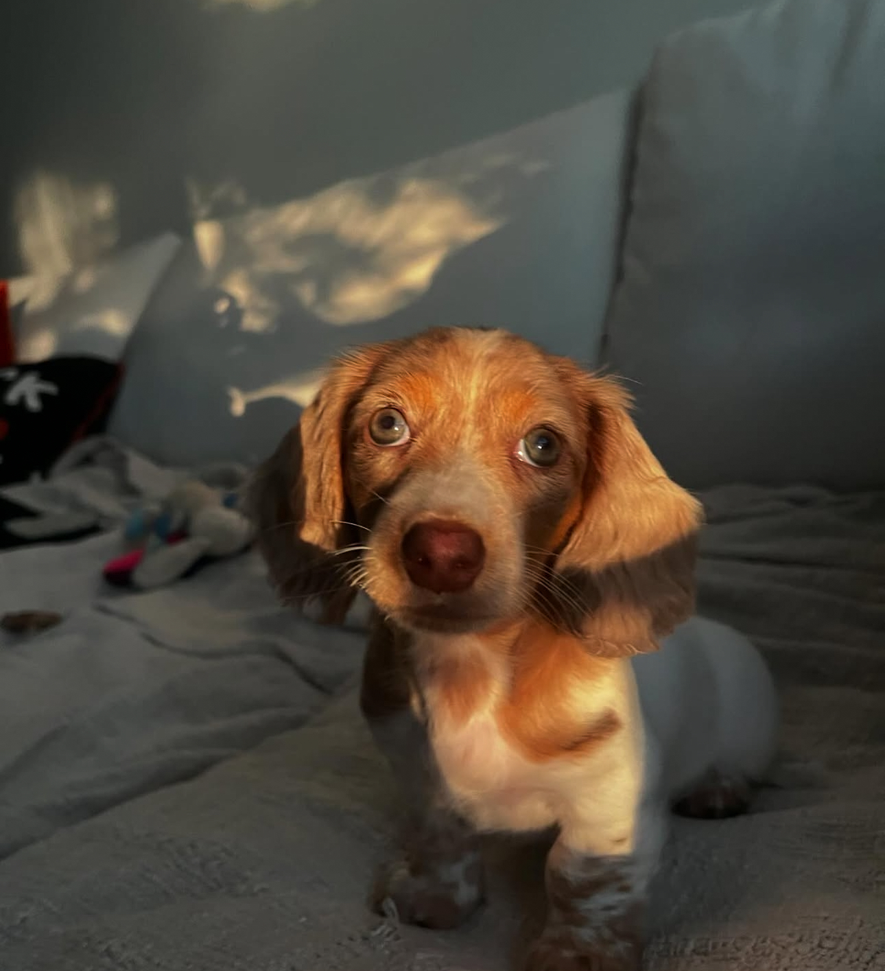 Gallery image 2 of Milo