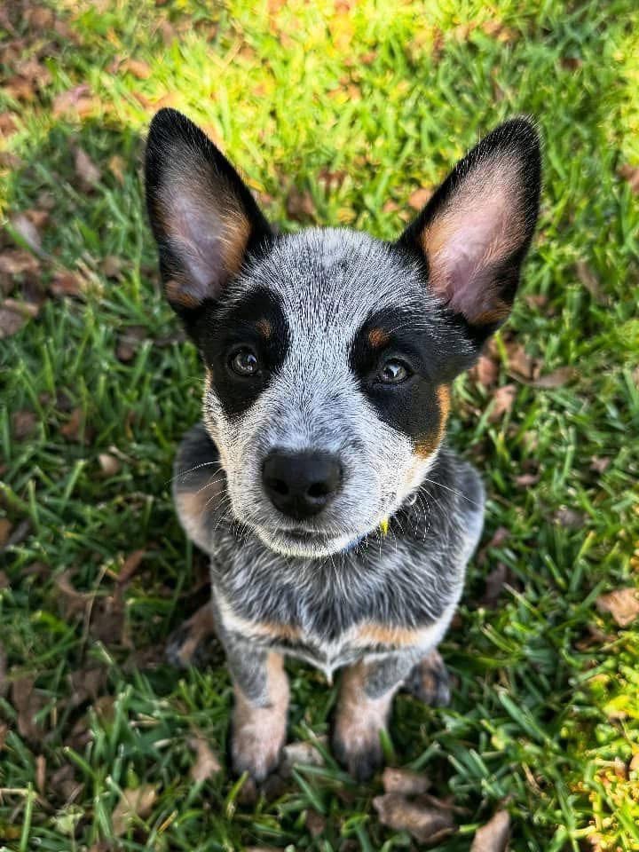 Gallery image 1 of Remi